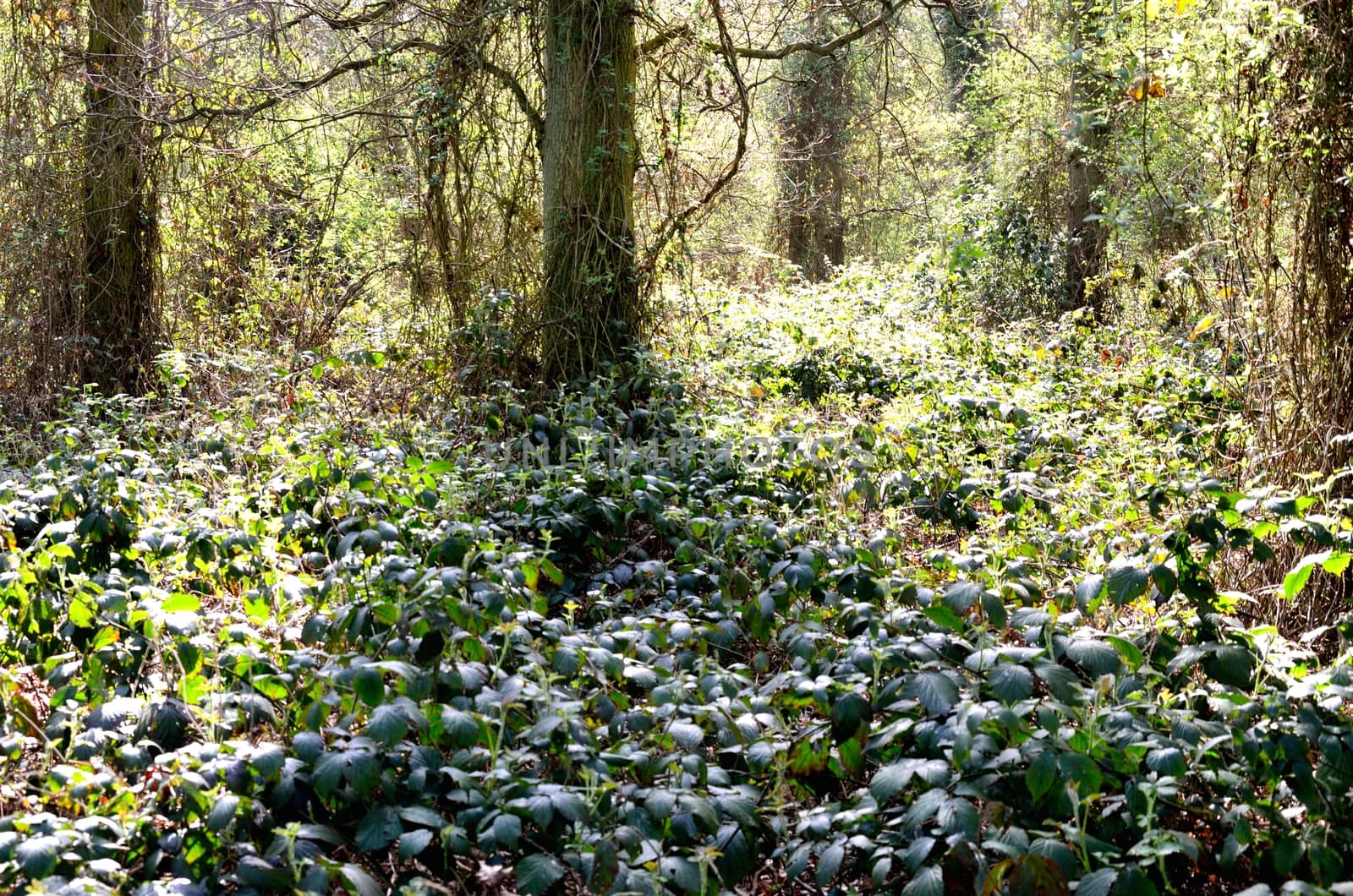 Forest with undergrowth