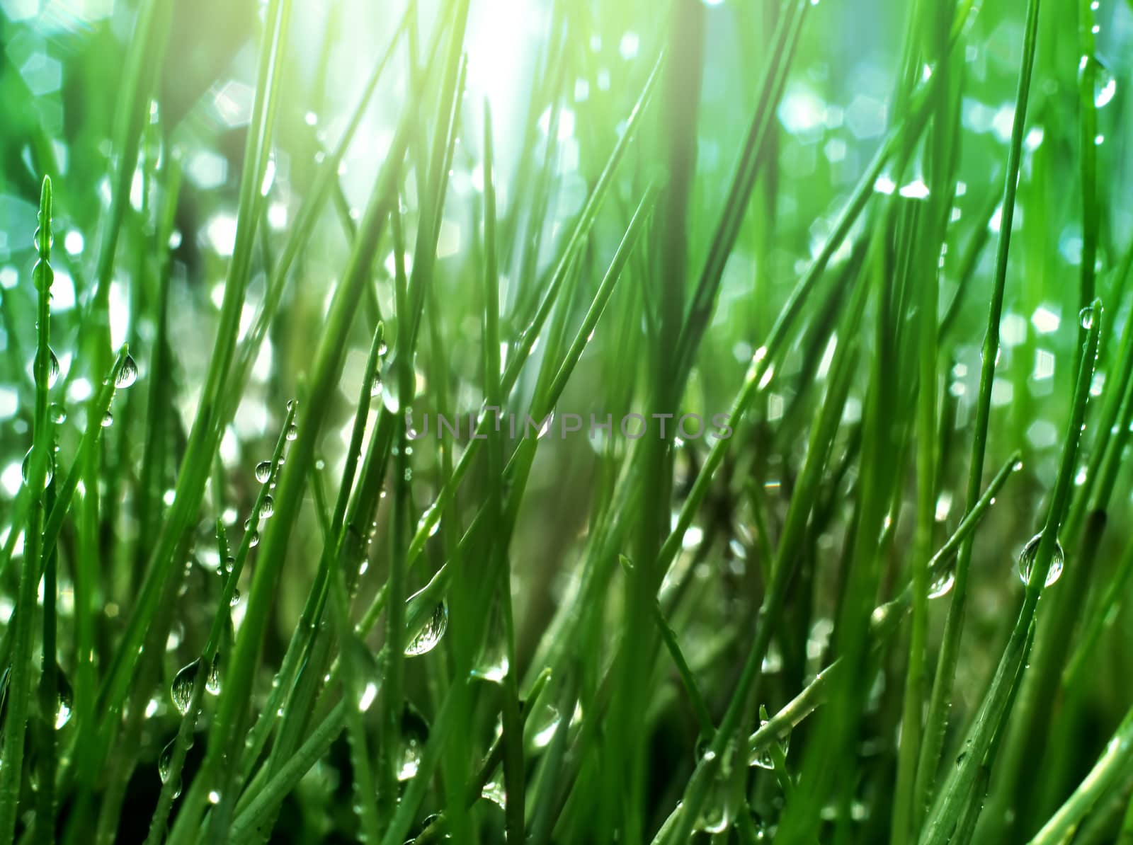 Light rays in dew drops inside fresh green grass