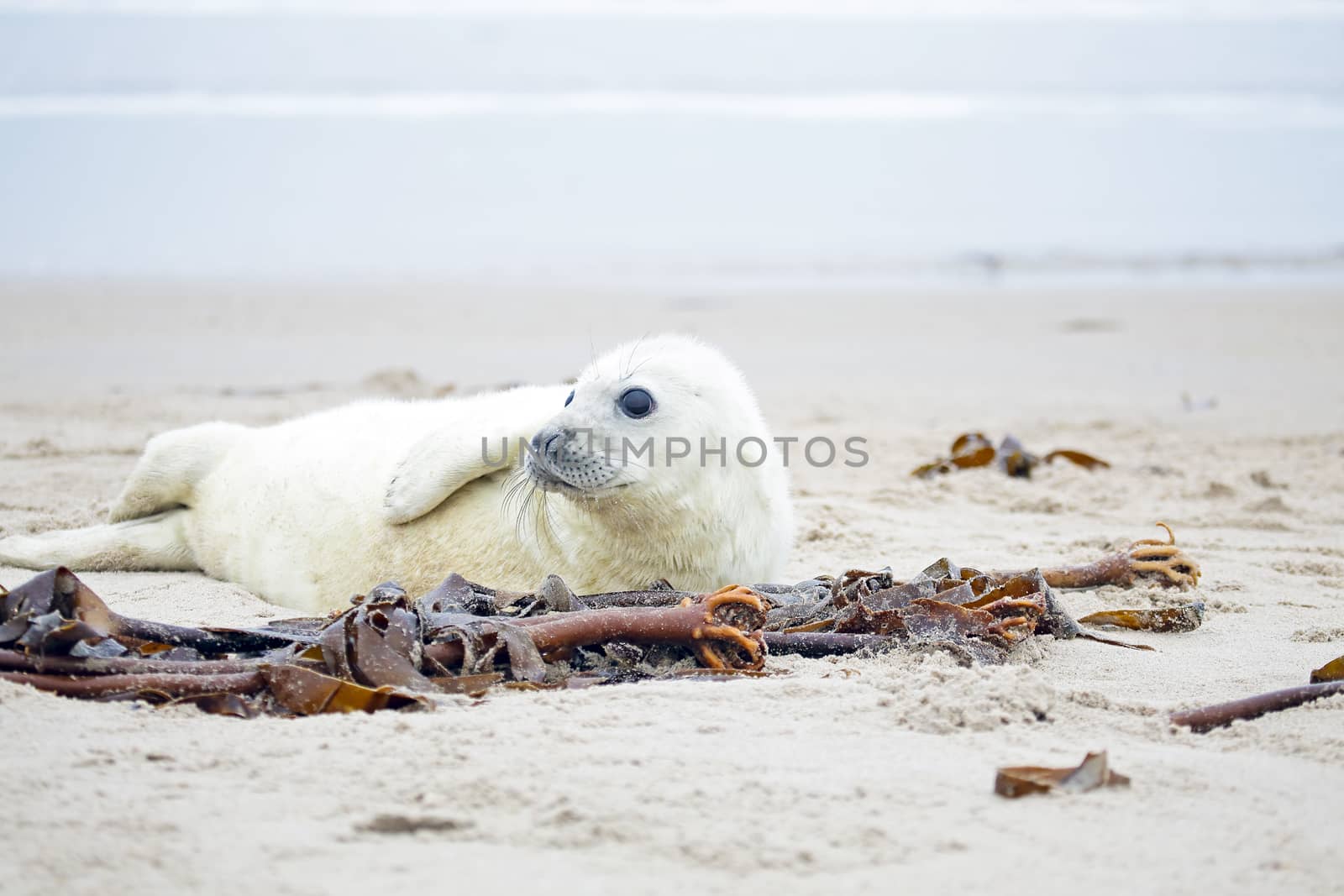 Baby Grey Seal (Halichoerus grypus) relaxing on the beach