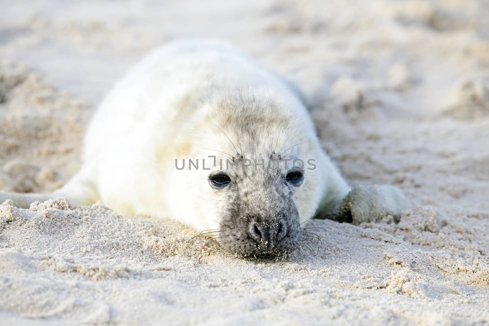 Baby Grey Seal (Halichoerus grypus) relaxing on the beach