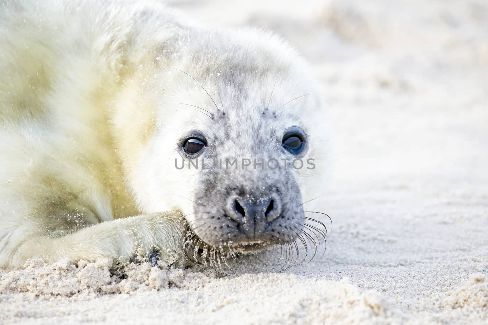 Baby Grey Seal (Halichoerus grypus) relaxing on the beach
