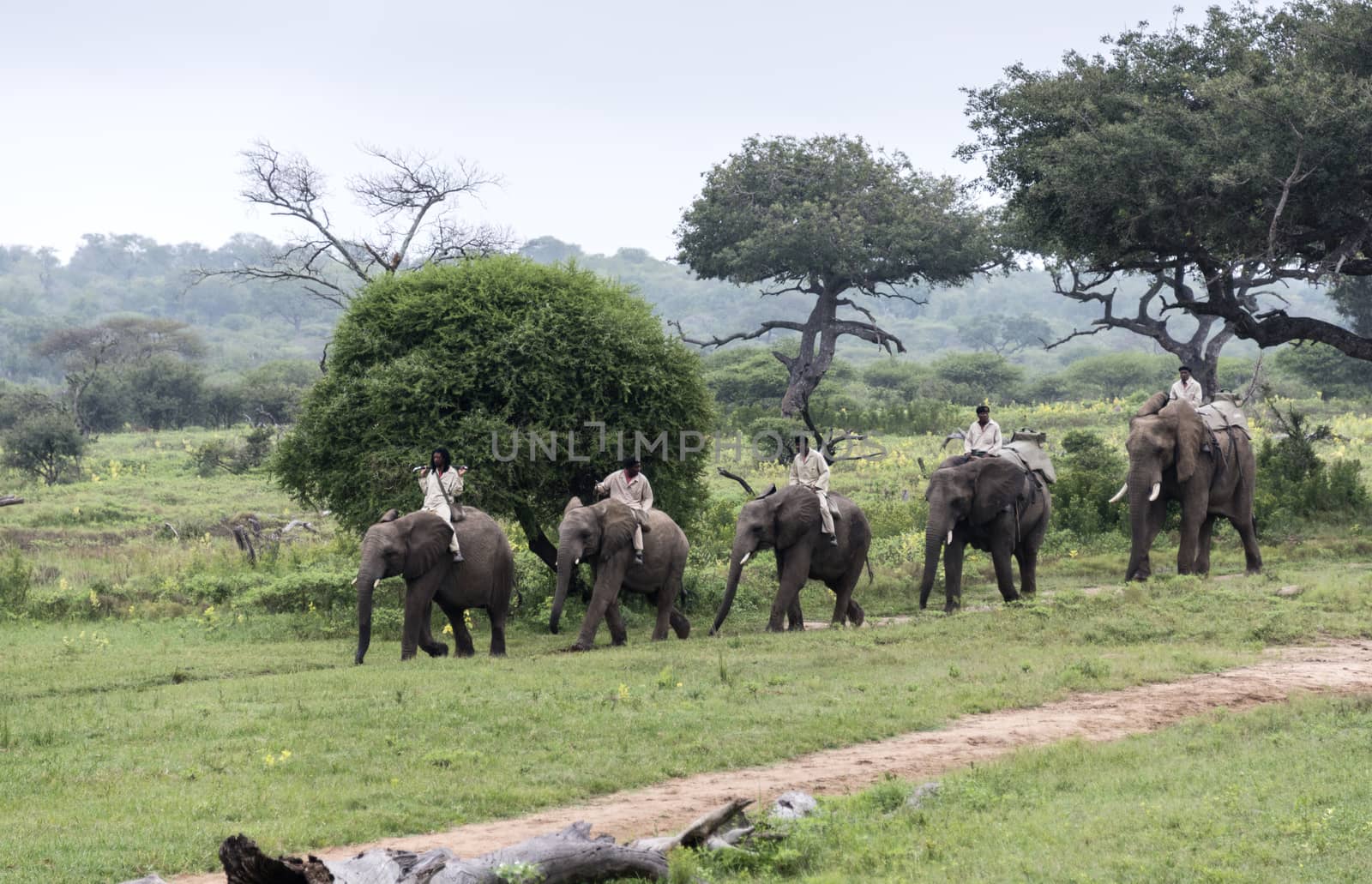 rangers sitting on elephants back safari  in nature reserve south africa