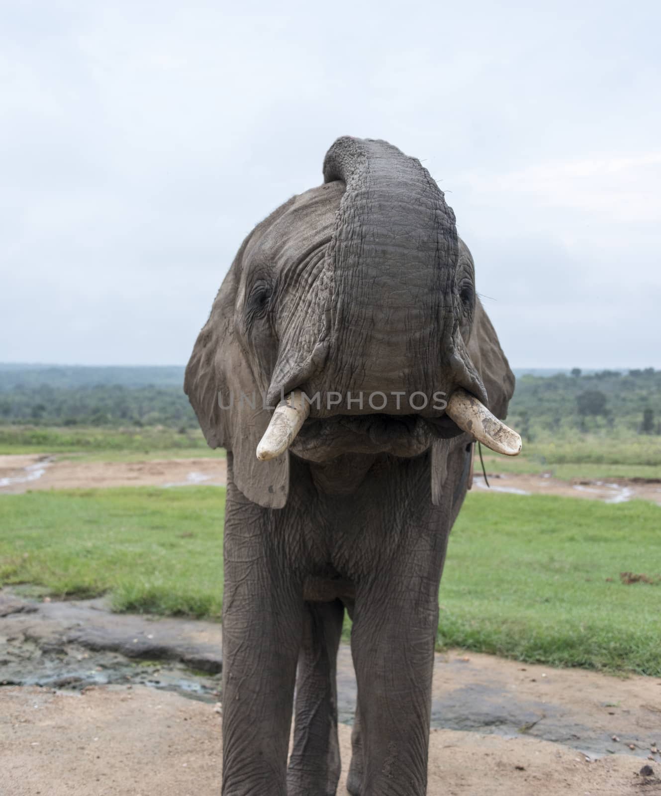 big elephant in kruger park by compuinfoto