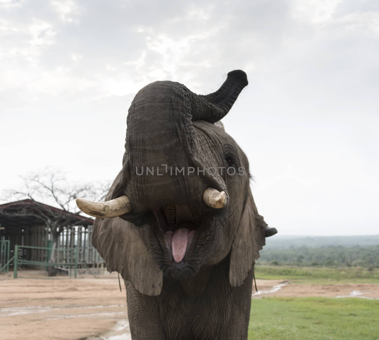 big elephant front view in national wild park south africa   by compuinfoto