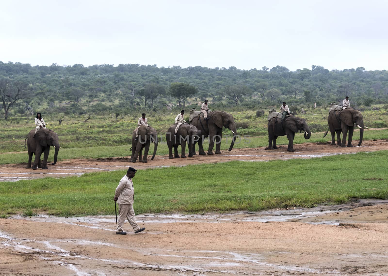 elephant drive by rangers by compuinfoto