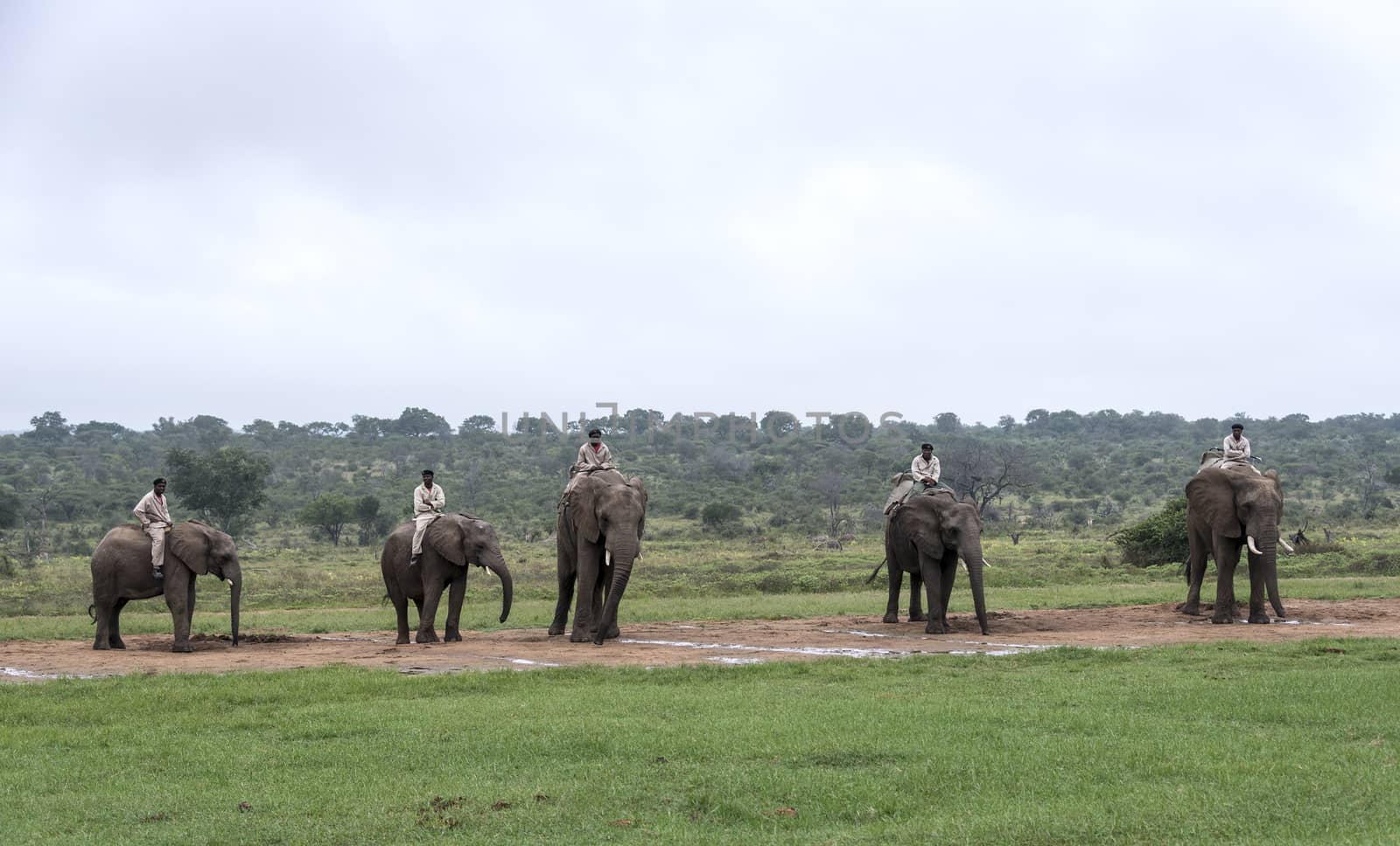 rangers sitting on elephants back safari  in nature reserve south africa