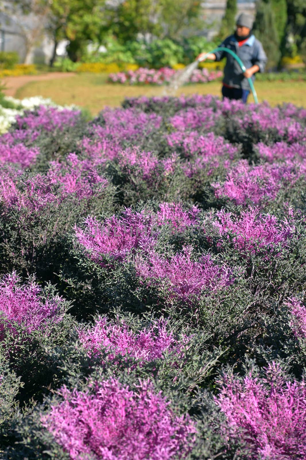 cabbage background ,Royal Project , Doi Inthanon, Chiang Mai, Th by think4photop