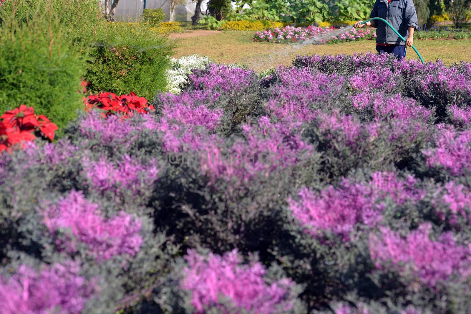 cabbage background ,Royal Project , Doi Inthanon, Chiang Mai, Thailand