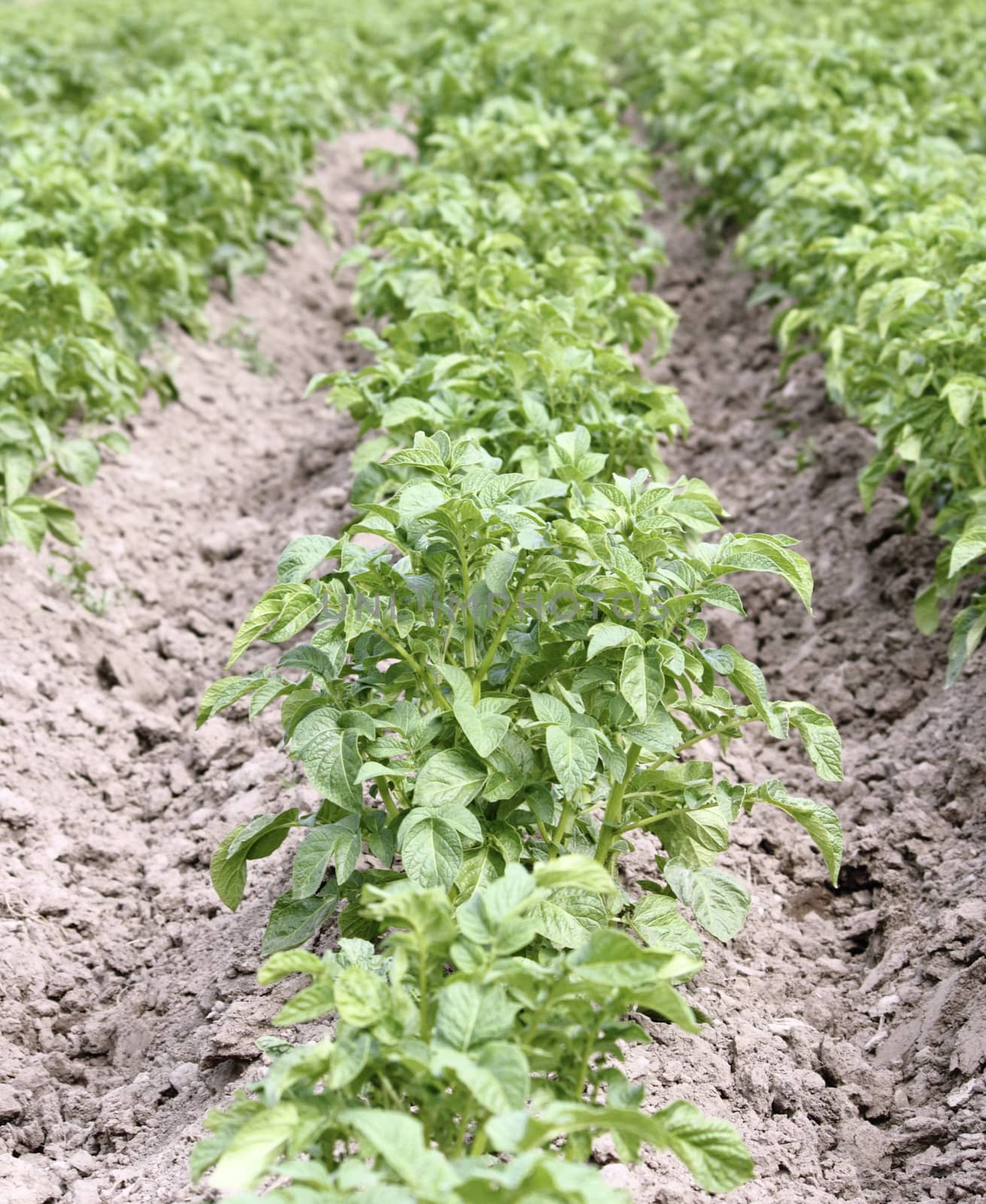 potato growing field - row of germinated potato