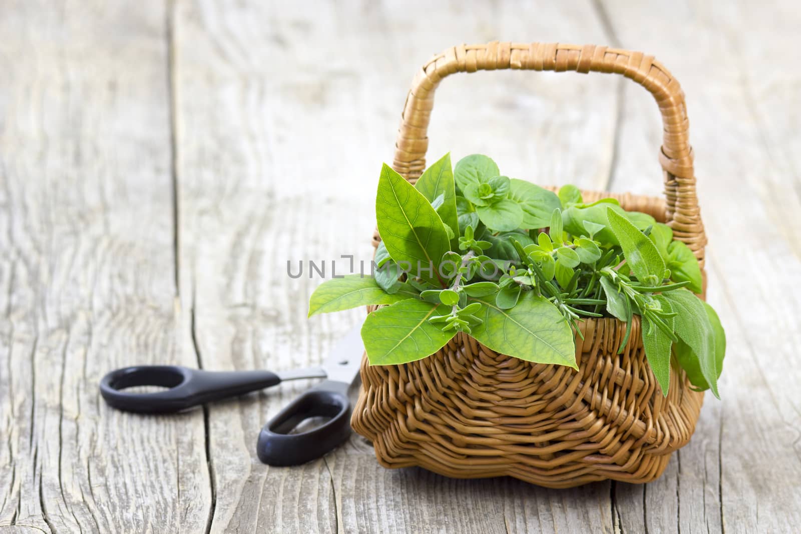 Freshly harvested herbs with scissors on wooden background