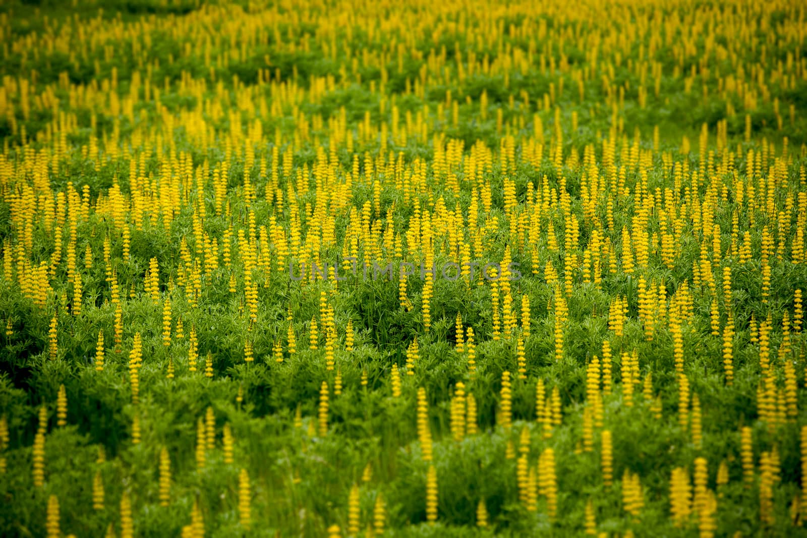 Beautiful meadow with yellow flowers 