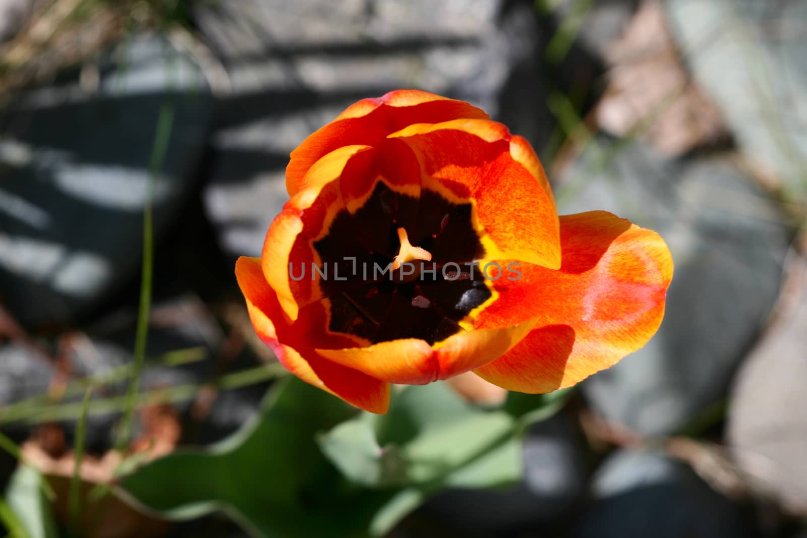 An orange tulip during early spring set in rock garden