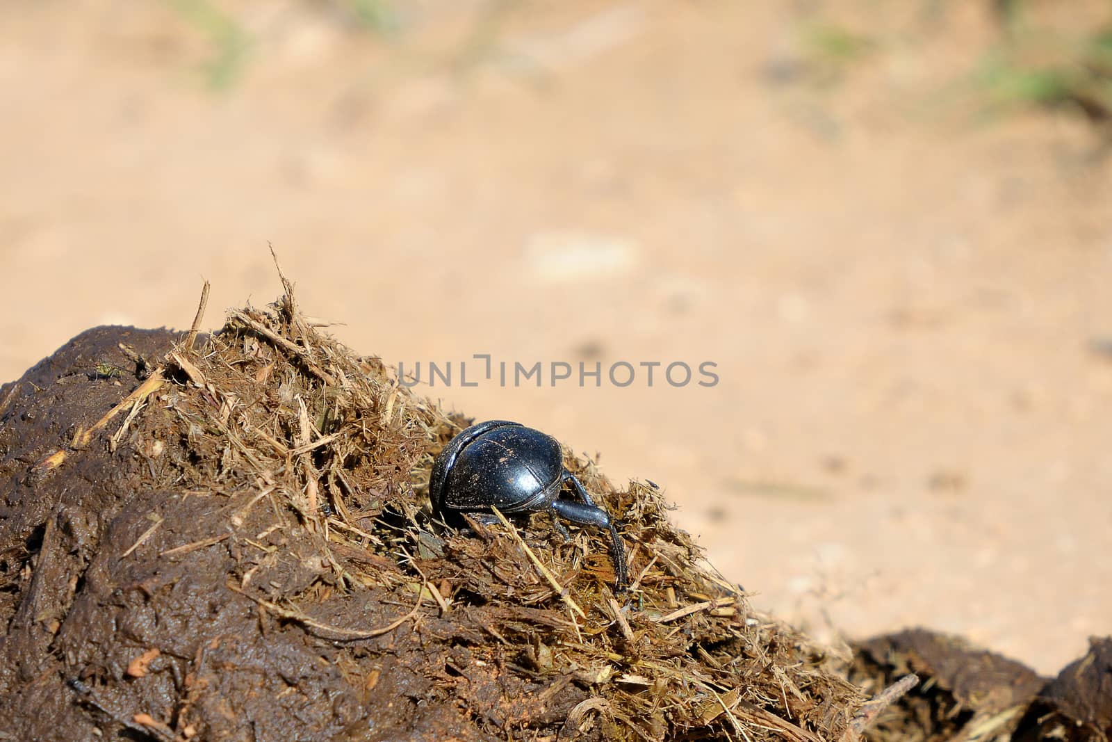 Flightless Dung Beetle on elephant dung in the Addo Elephant National Park, South Africa.
