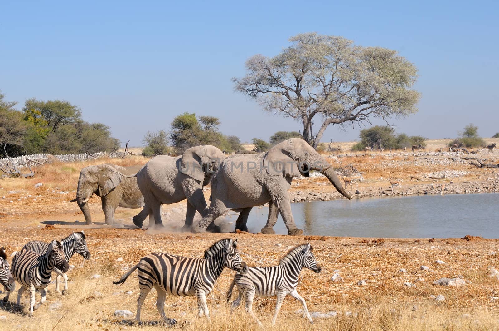 Elephant charging another elephant, Okaukeujo waterhole, Etosha National Park, Namibia
