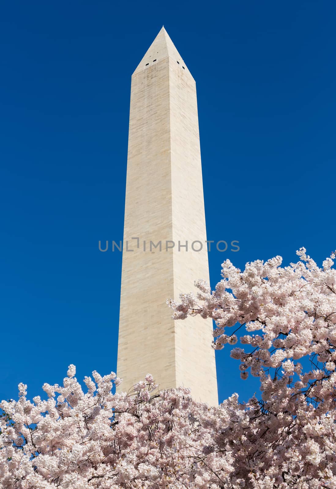 Cherry blossoms frame the Washington monument in Washington DC during Cherry Blossom Festival