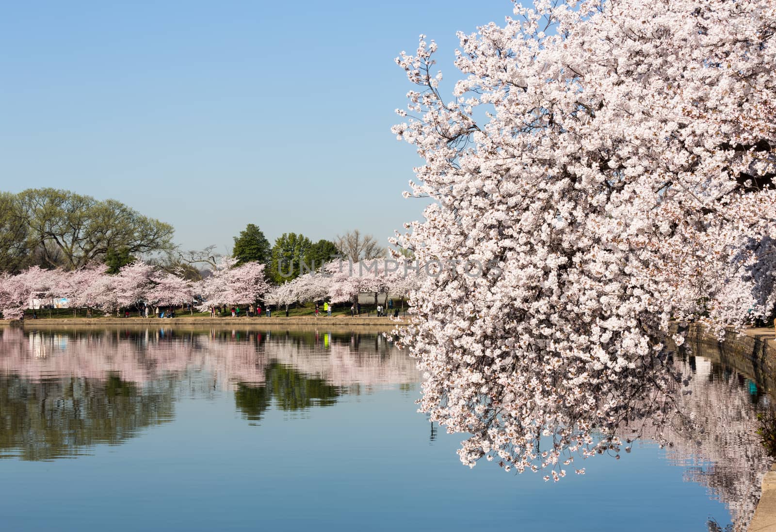 Cherry blossoms overhang the Tidal Basin in Washington DC during Cherry Blossom Festival as tourists stroll pathway