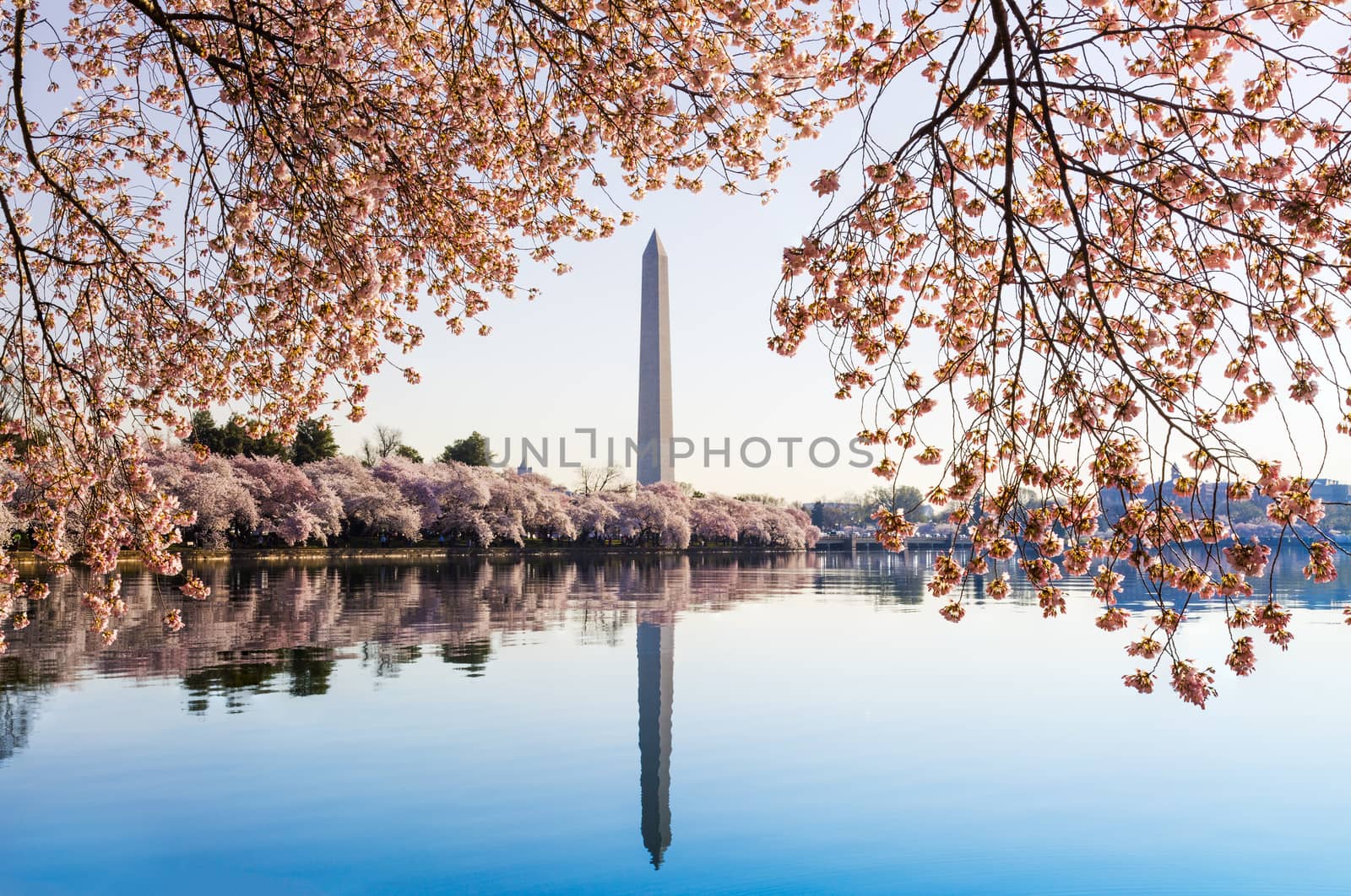 Cherry blossoms frame the Washington monument in Washington DC during Cherry Blossom Festival as the tidal basin reflects the blooms