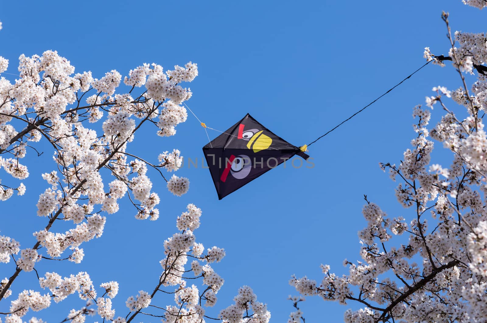 Black kite stuck in the branches of cherry blossoms tree during the Cherry Blossom kite flying festival in Washington DC