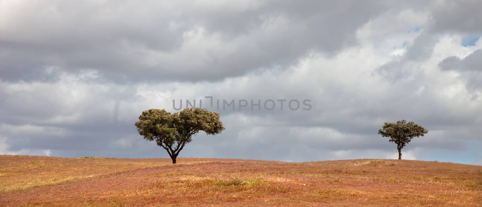 trees in a alentejo farm at the south of portugal