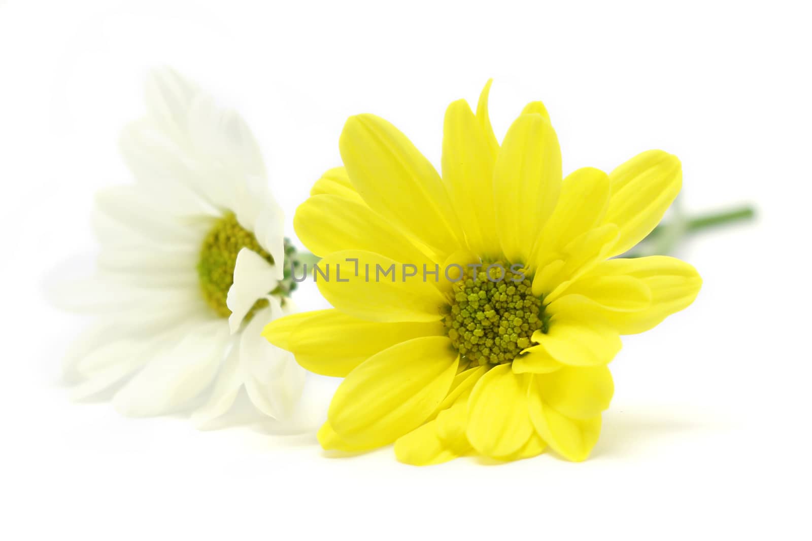 chrysanthemum flower isolated on white background