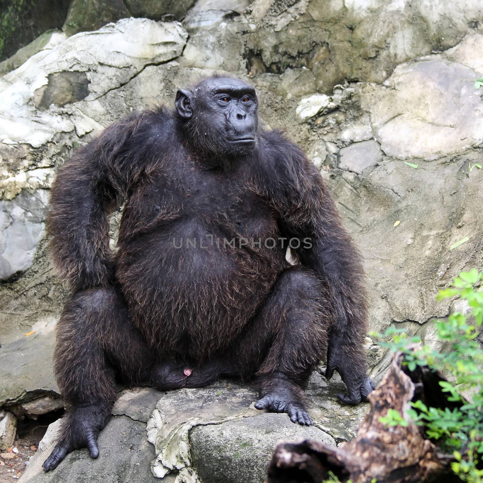 A gorilla in the zoo