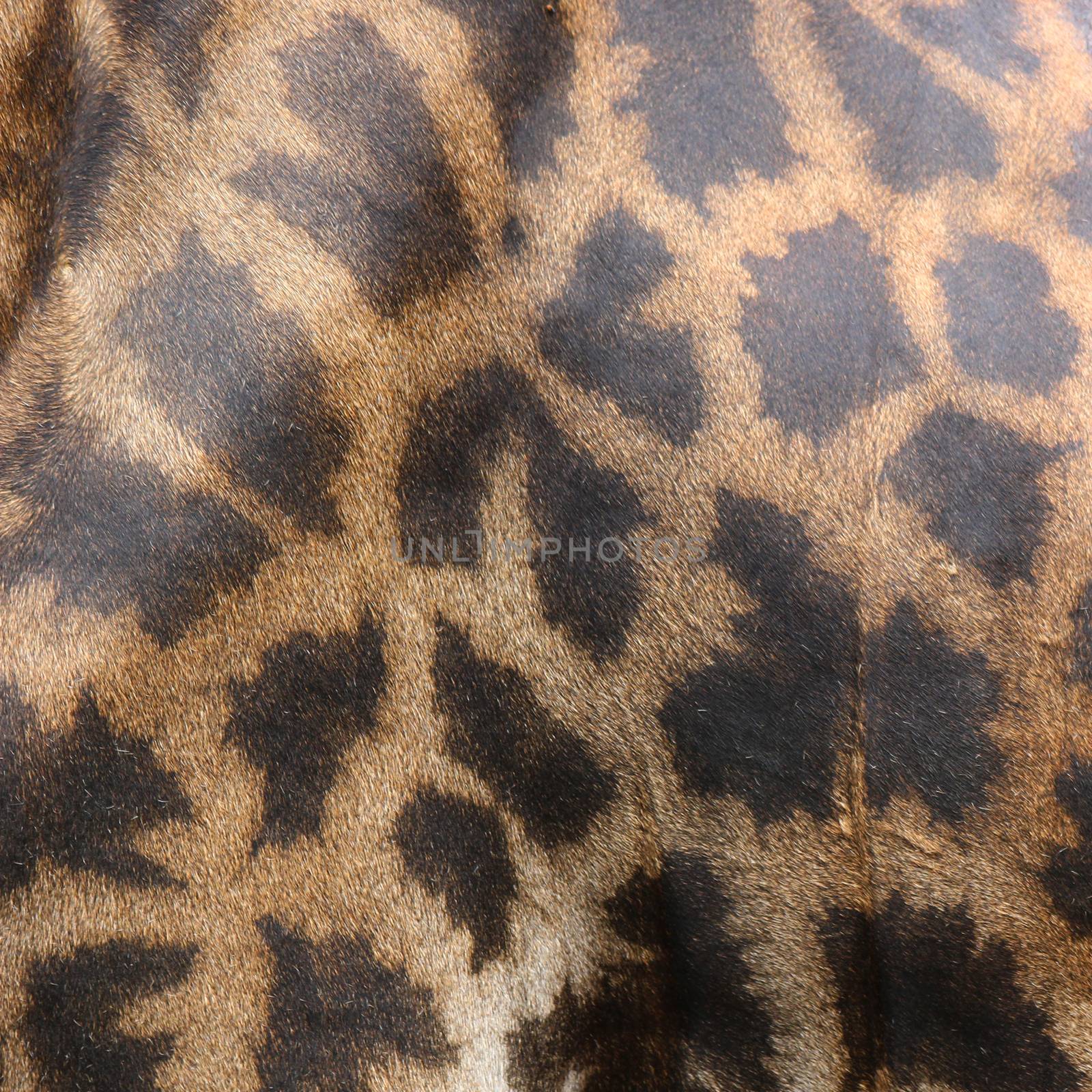 leather skin of giraffe as textured
