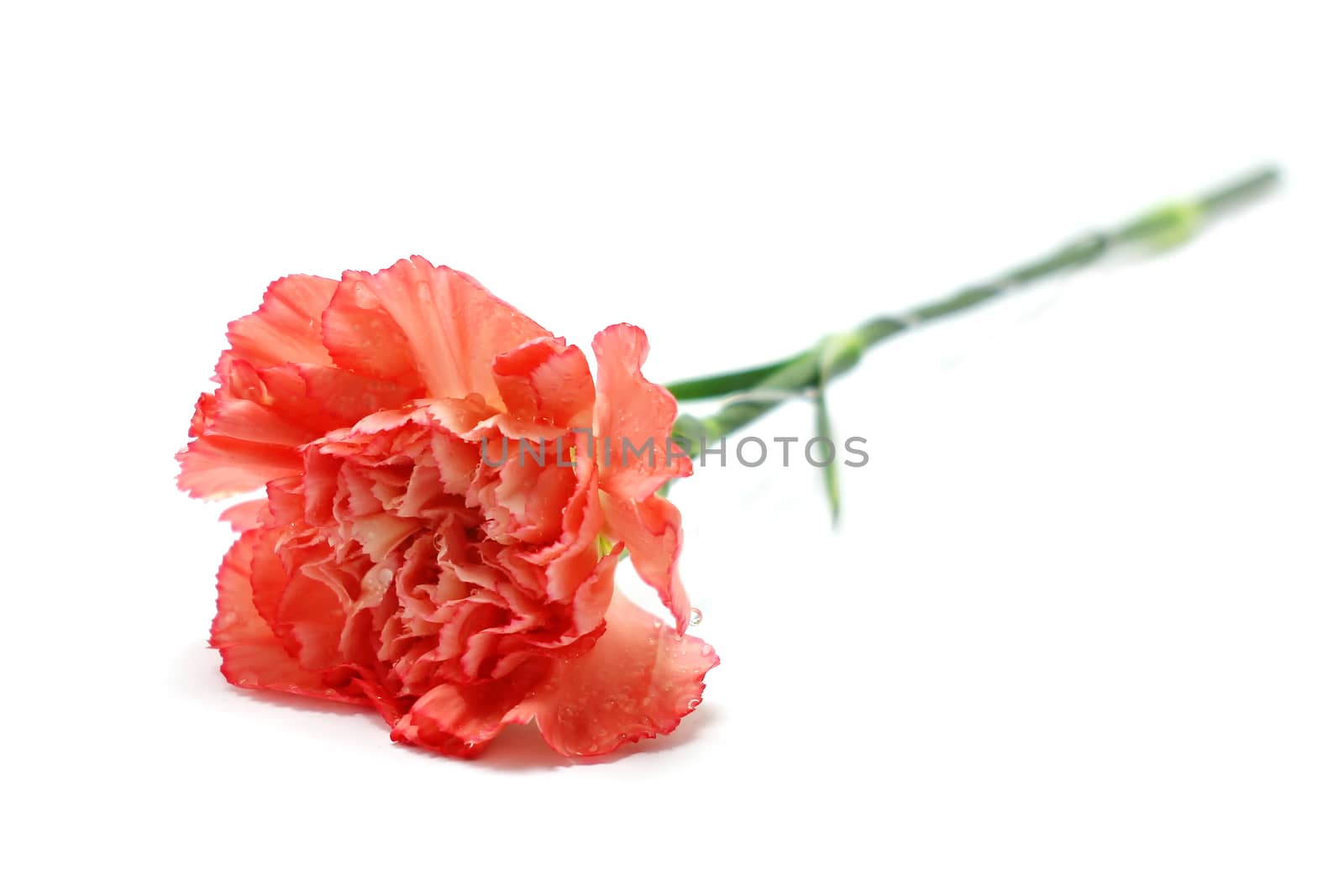 carnation flower by leisuretime70