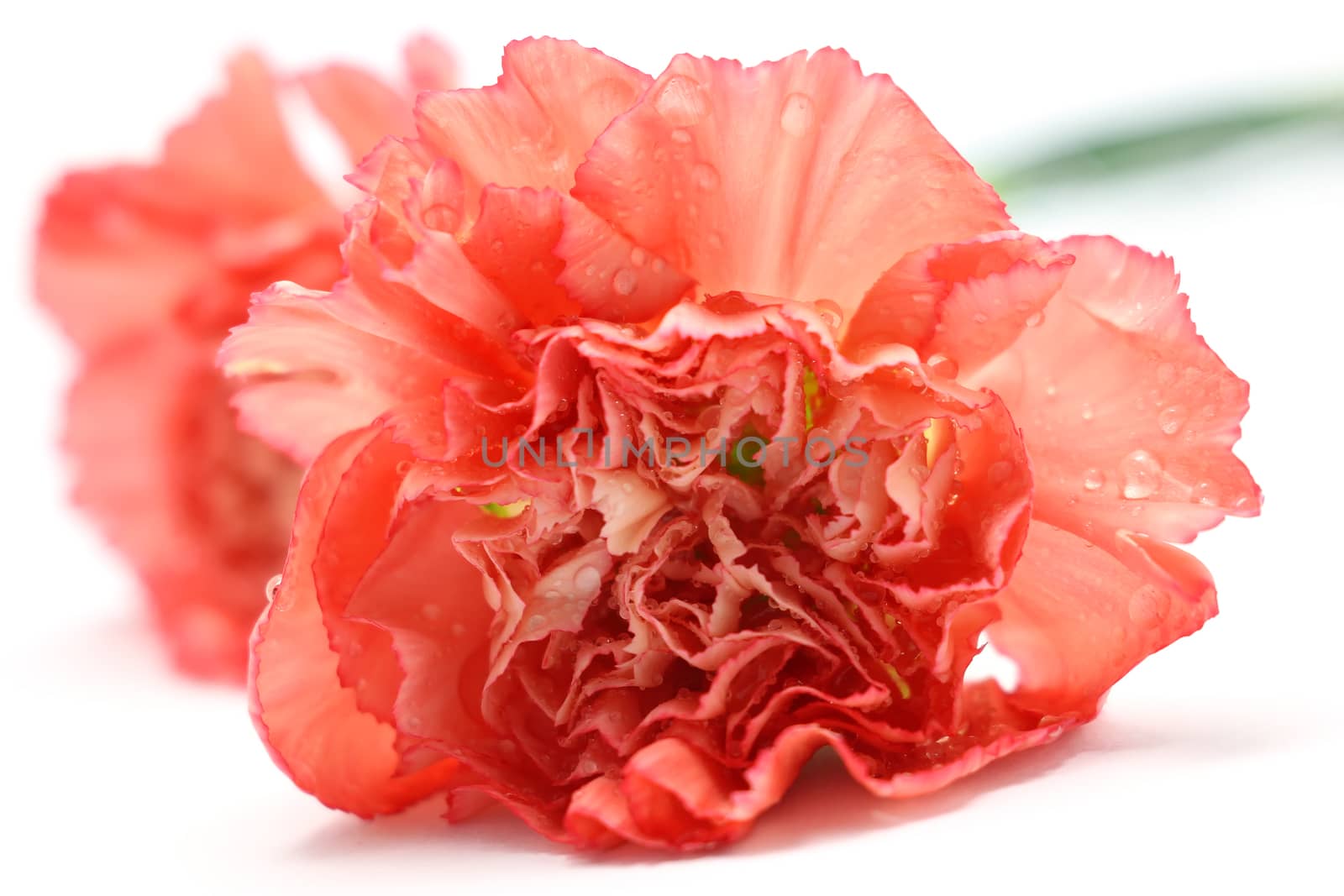 carnation flower by leisuretime70