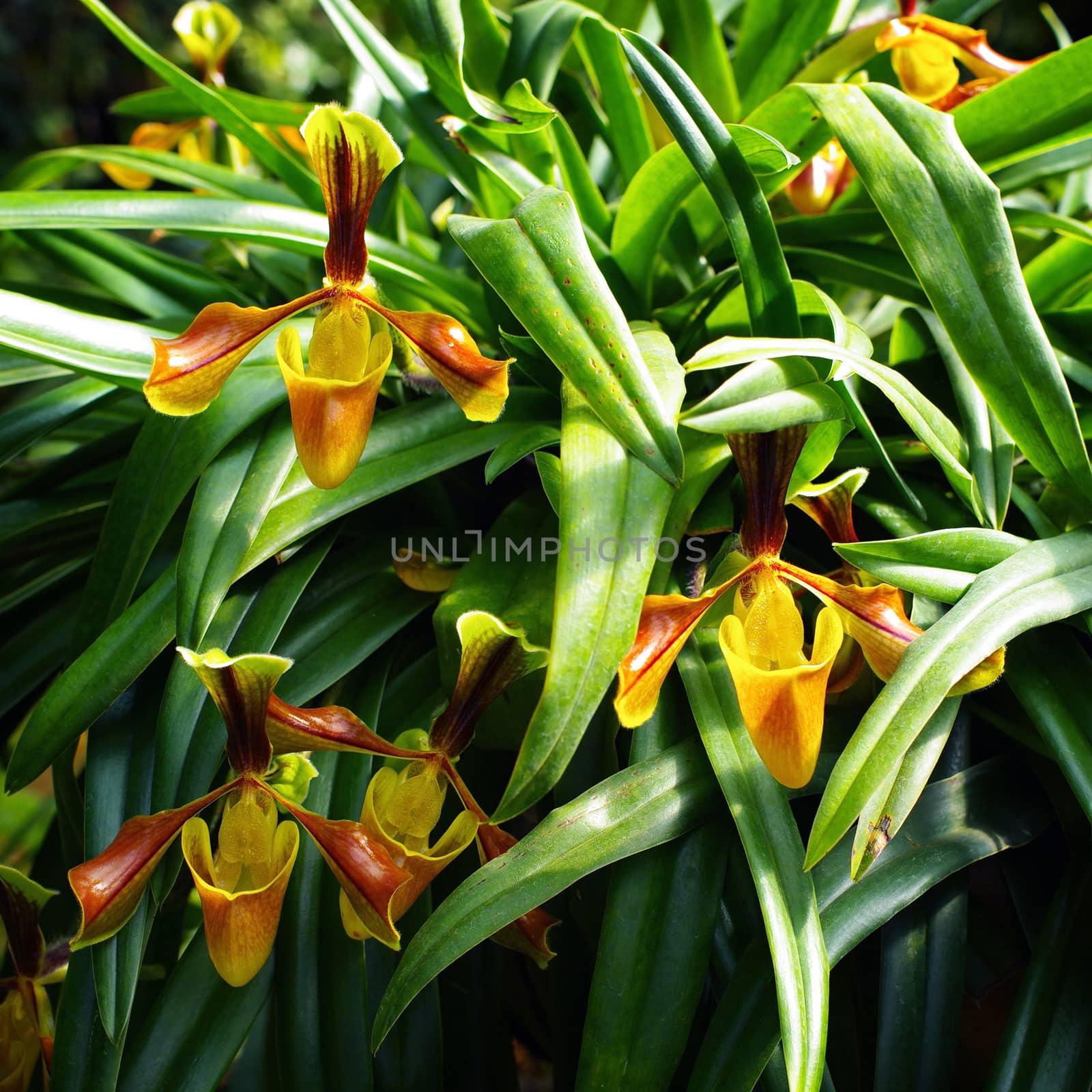 Nice Orchid in Thailand, Paphiopedilum