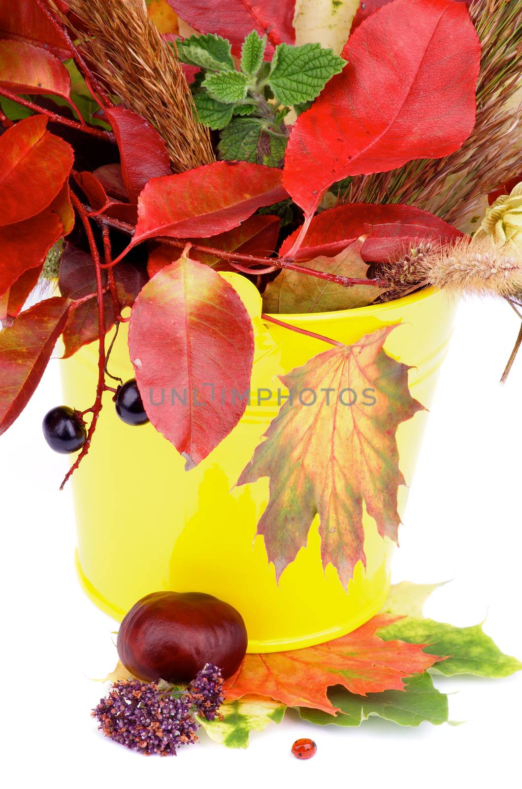 Arrangement of Autumn Leafs, Dry Grass, Green Hop Cones and Berries in Yellow Bucket with Ladybug isolated on white background