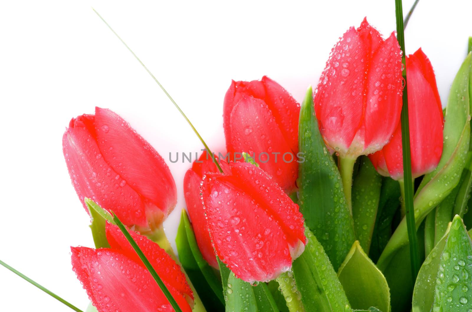 Border of Spring Magenta Tulips with Green Grass and Water Drops closeup on White background