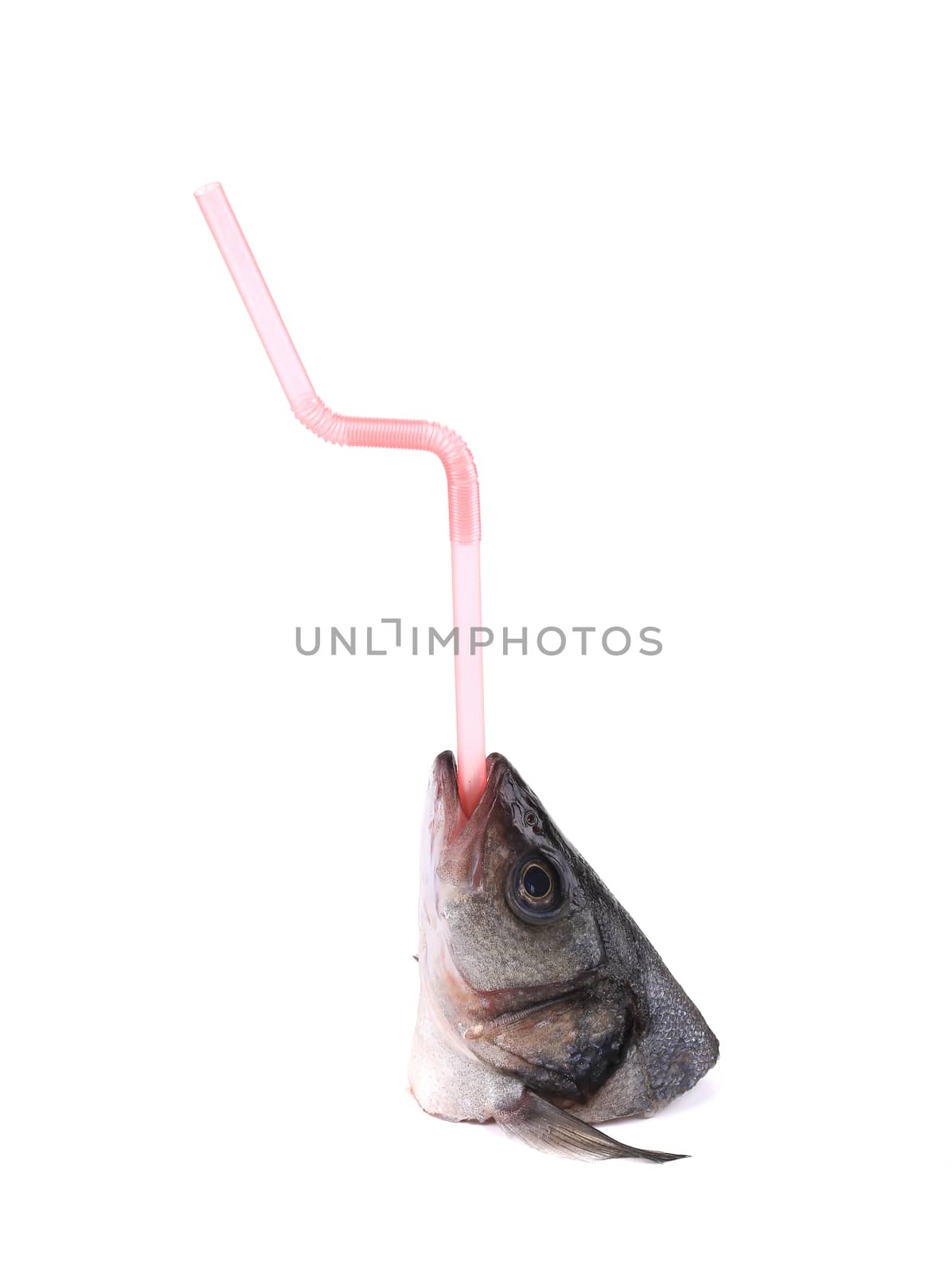 Seabass head with straw. by indigolotos