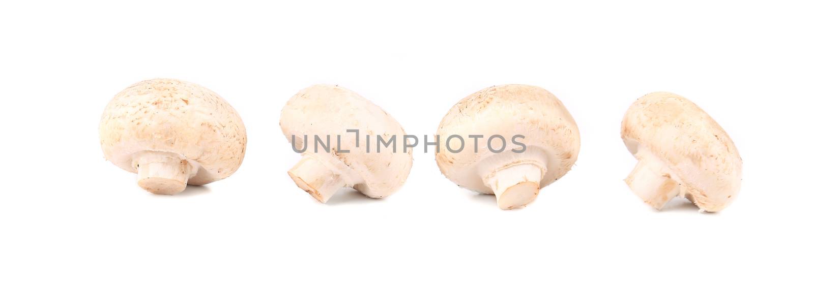 White mushrooms close up. Isolated on a white background.