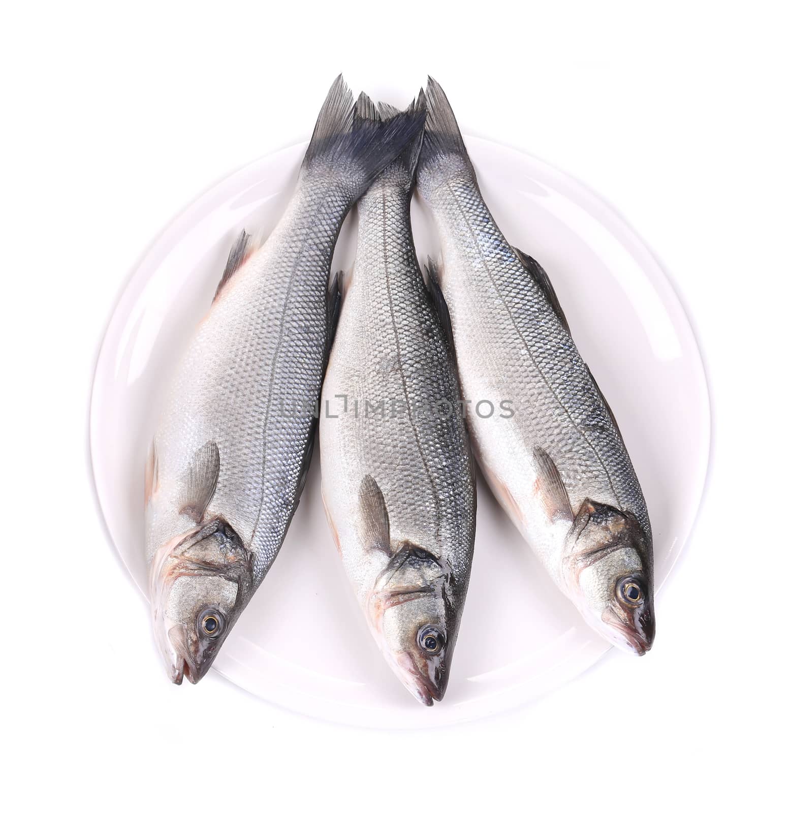 Three fresh seabass fish on plate. Isolated on a white background.