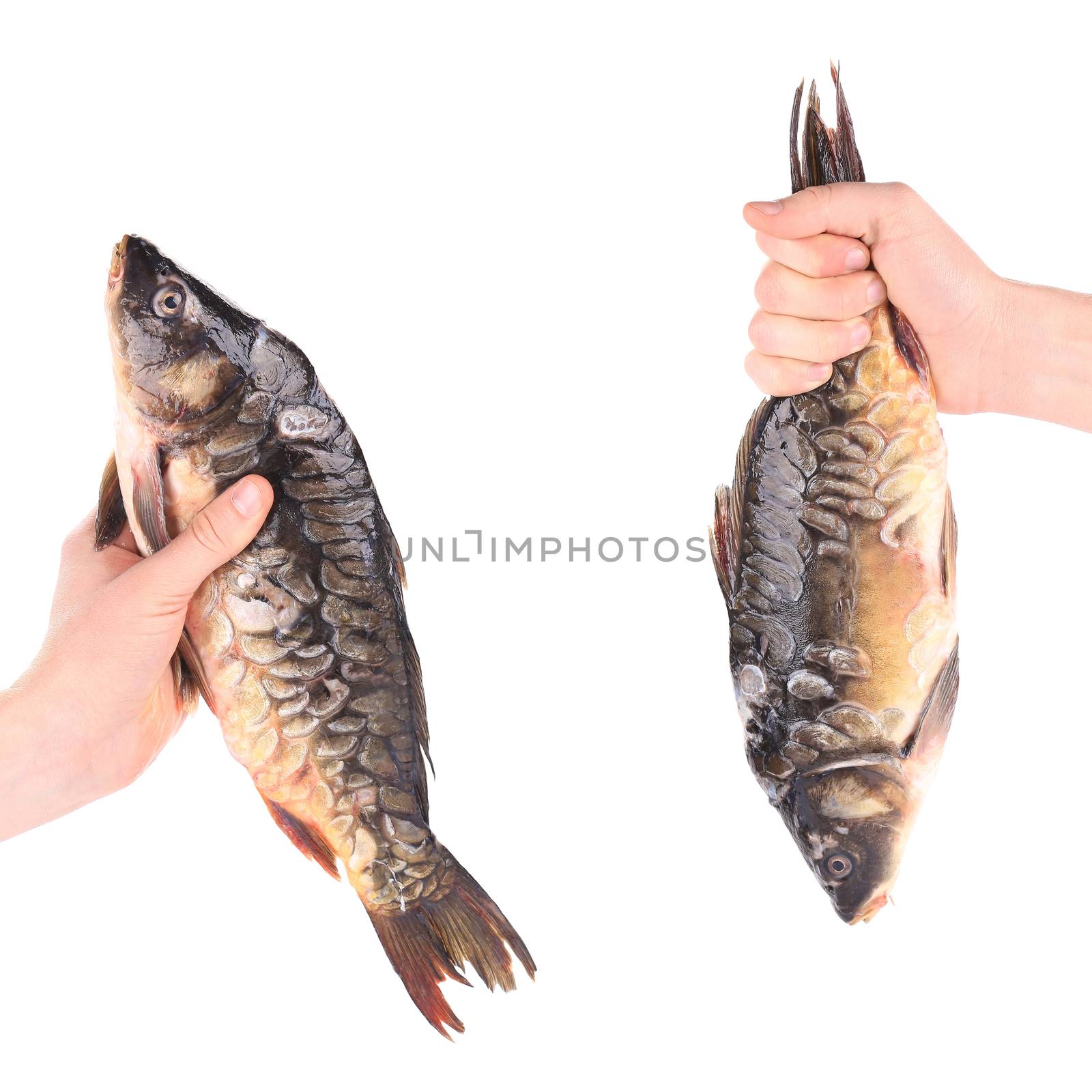 Hand holds fresh mirror carp. Isolated on a white background.
