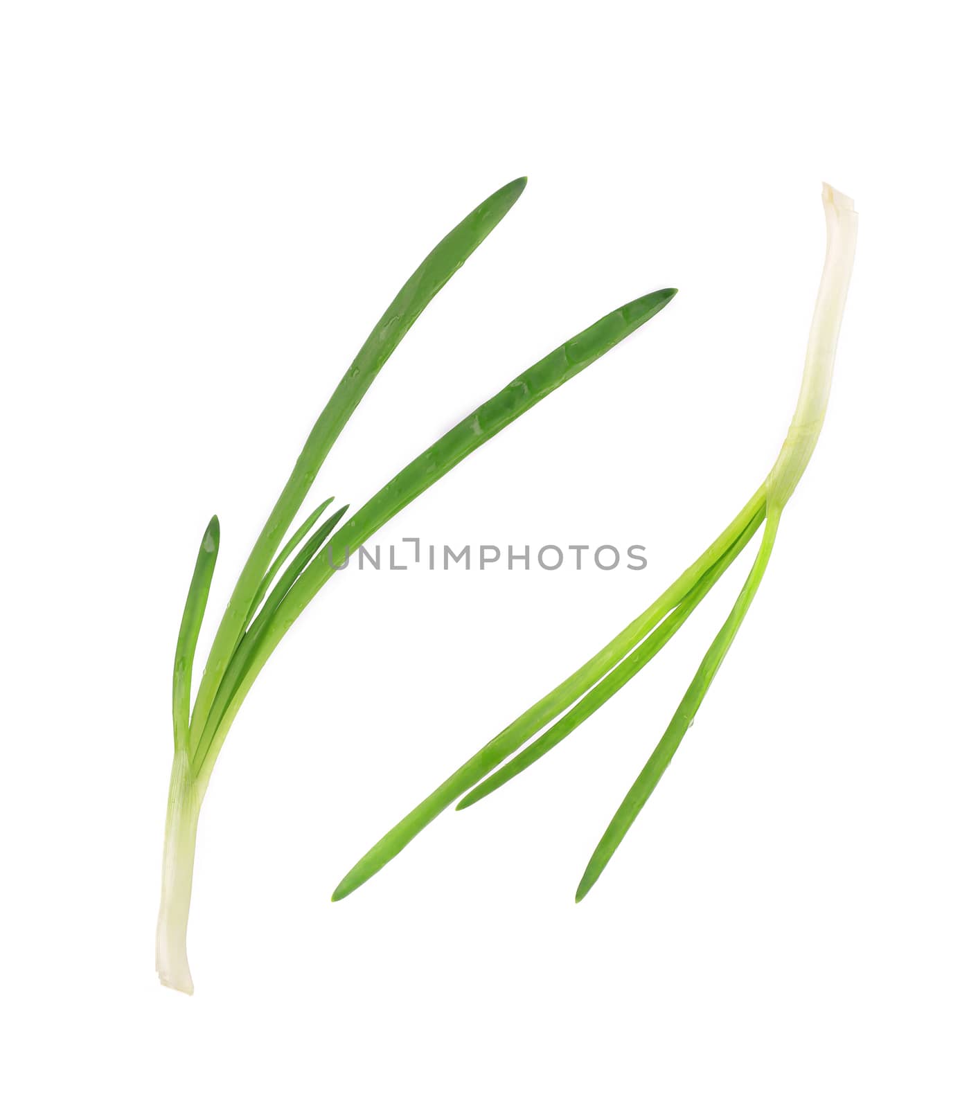 Fresh two green onions. Isolated on a white background.