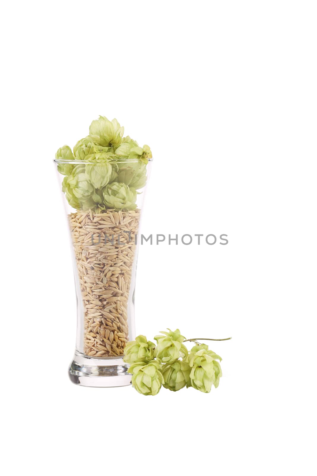 Tall glass full of grains and hop. Isolated on a white background.