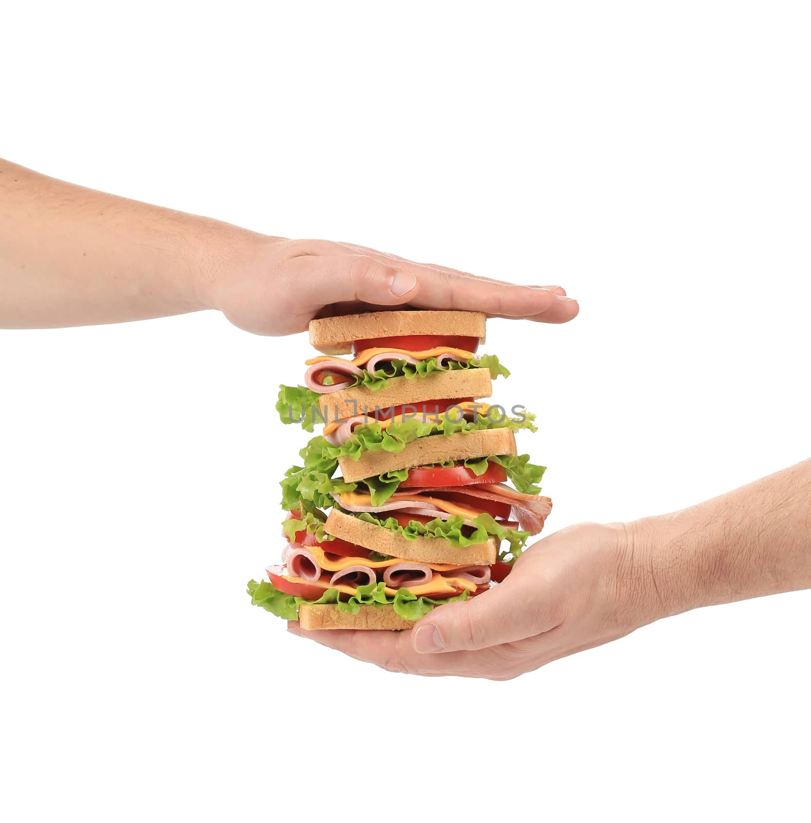 Big fresh sandwich in hands. Isolated on a white background.