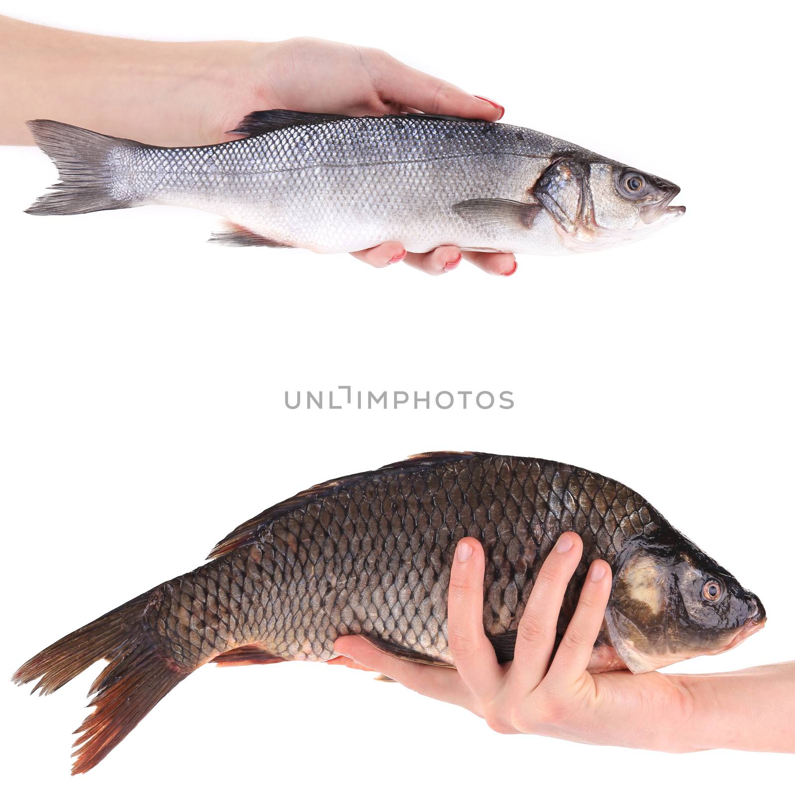 Hand holds carp and seabass fish. by indigolotos