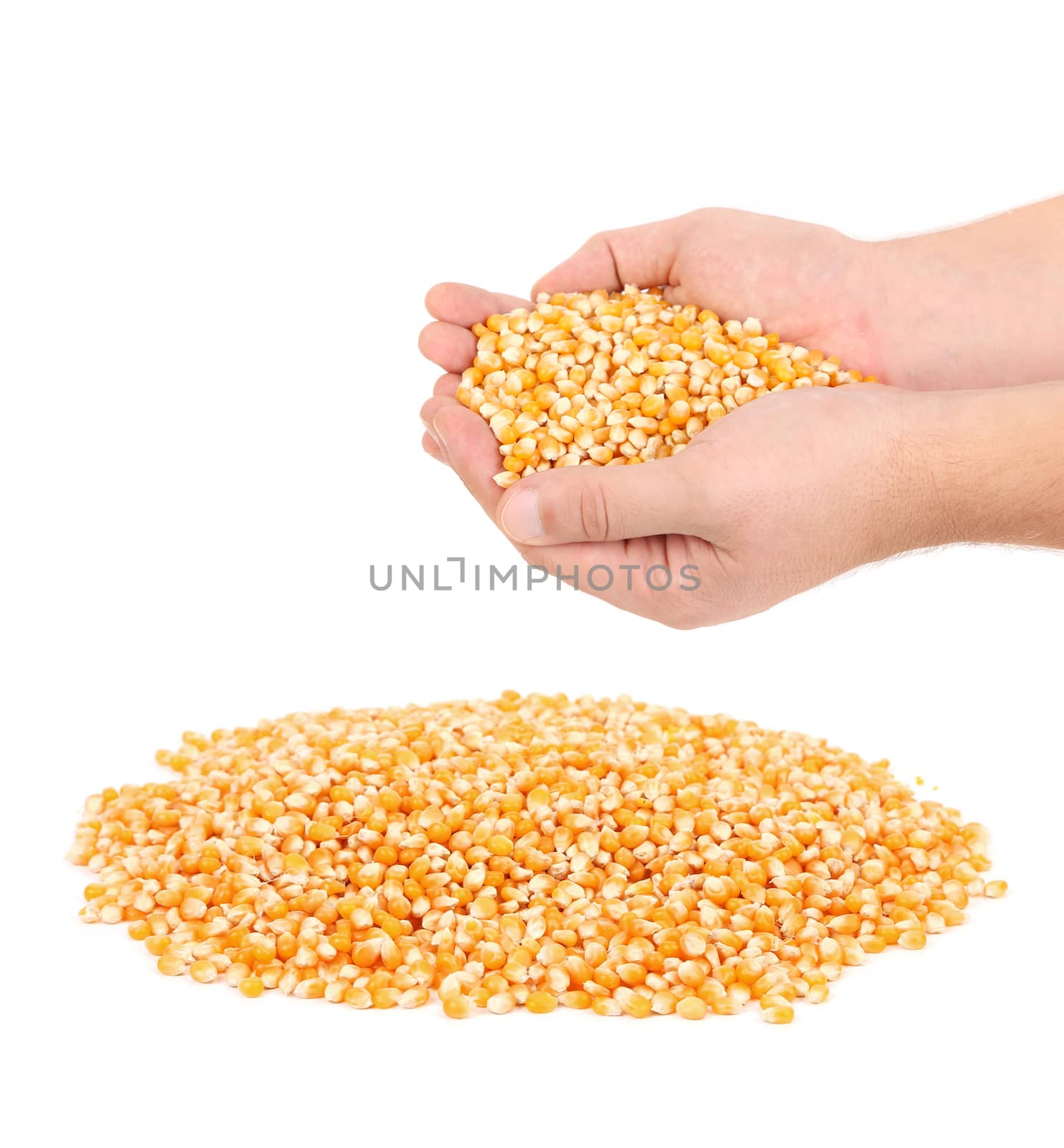 Corn in hands and bunch. Isolated on a white background.