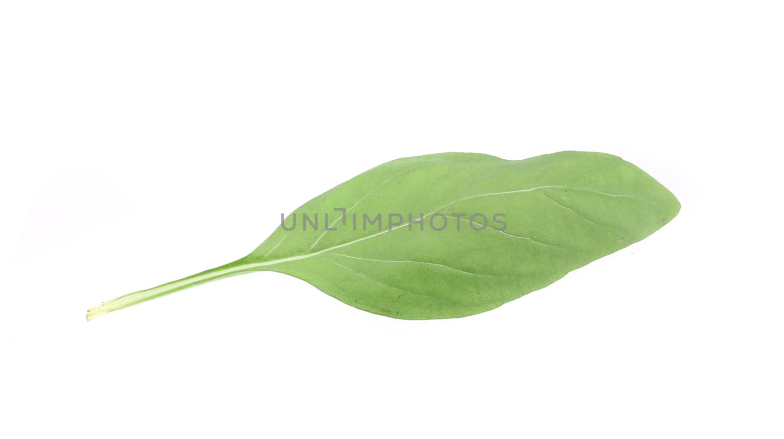 Close up of green fresh basil. Isolated on a white background.
