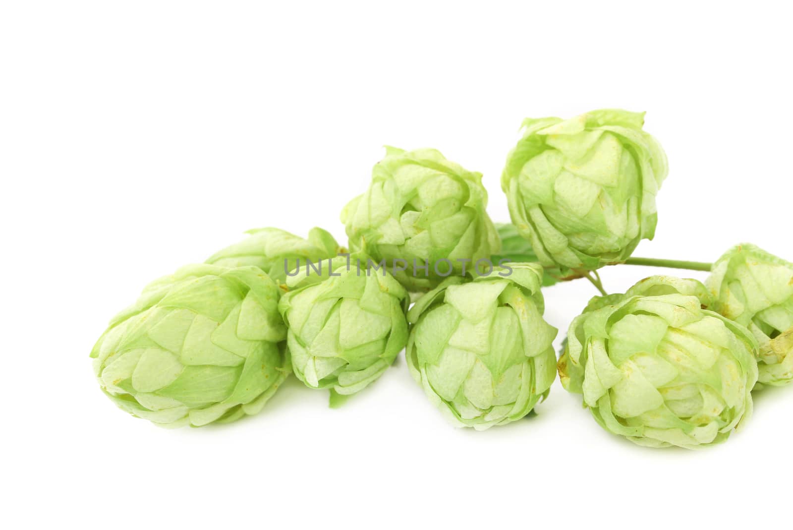 Hop flower green petals. Isolated on a white background.
