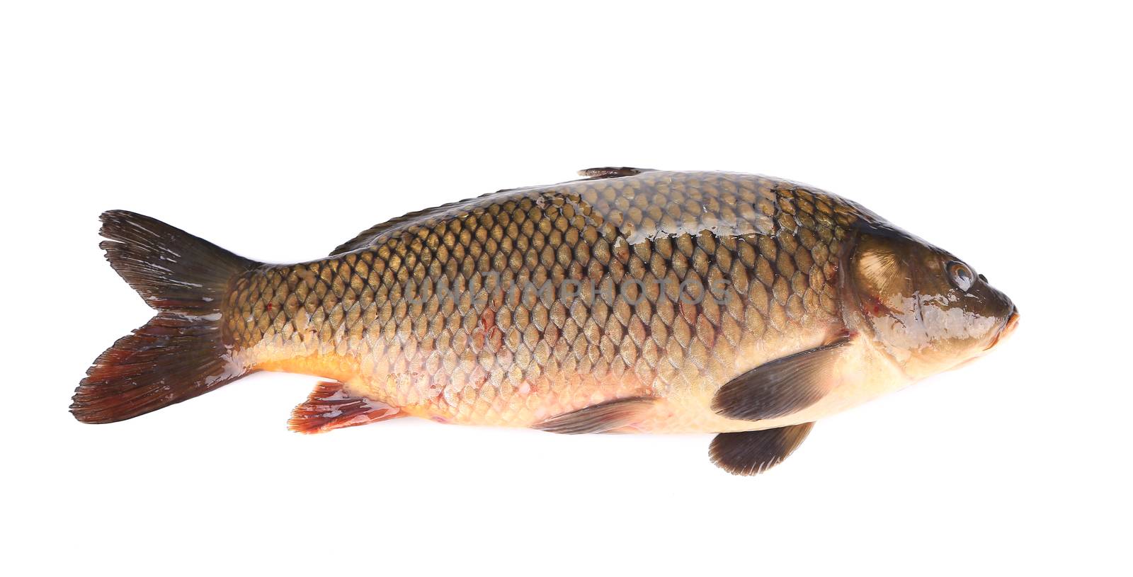 Raw fish carp. Isolated on a white background.