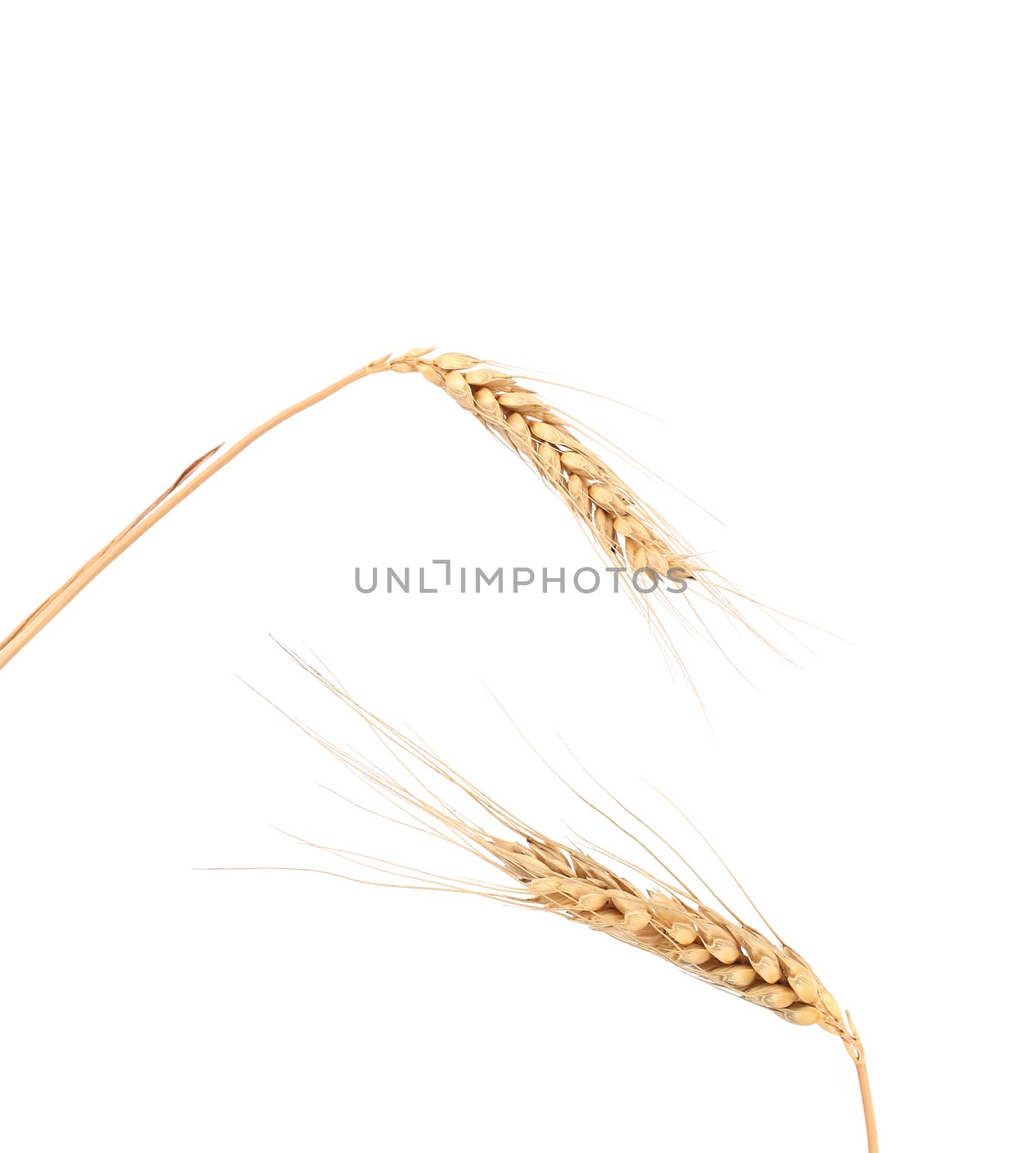 Two ears of wheat.  Isolated on a white background.