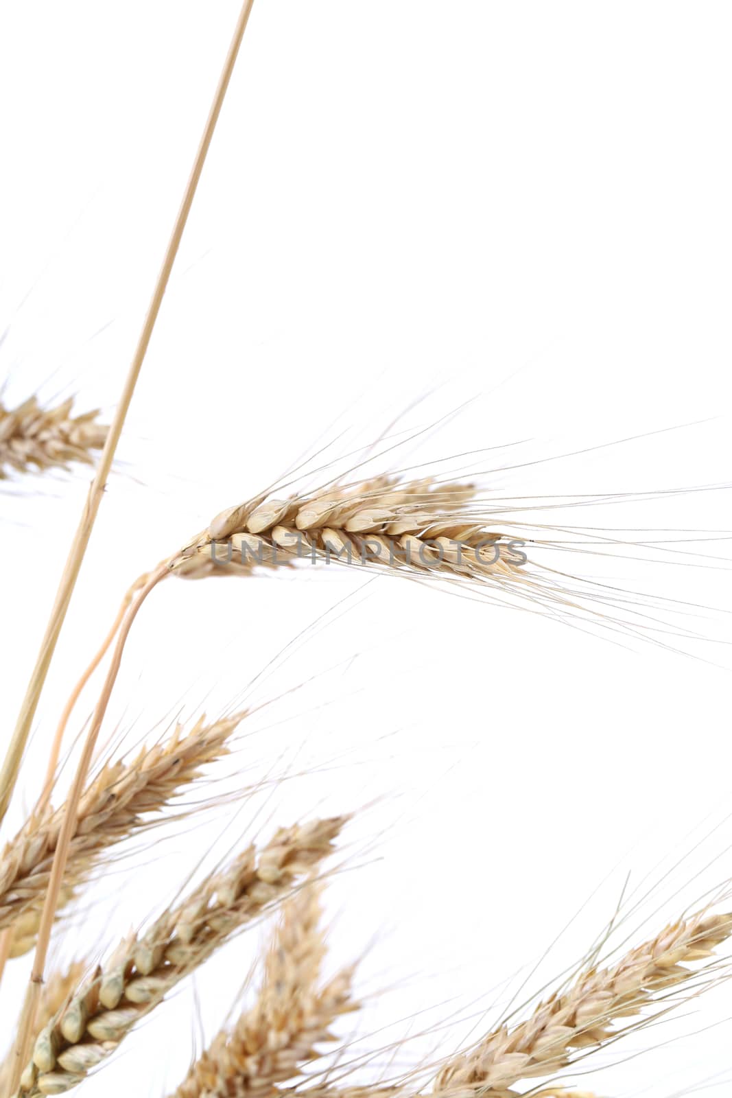 Wheat ears. Isolated on a white background.