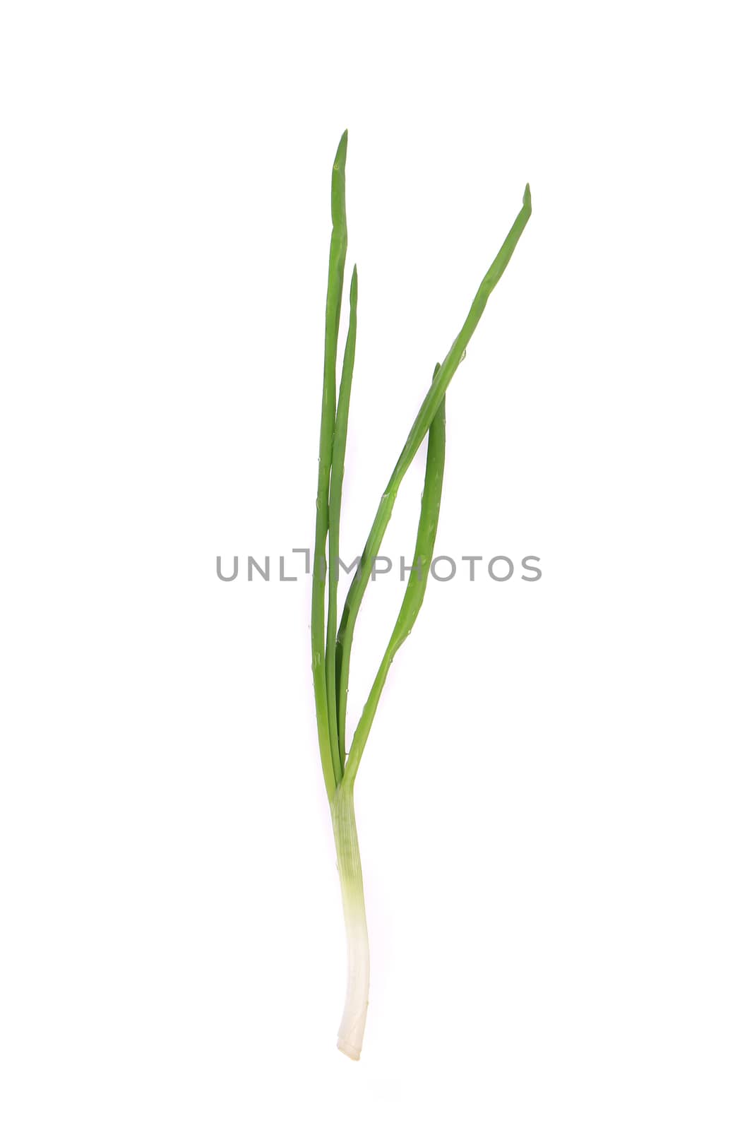 Green onion. Isolated on a white background.