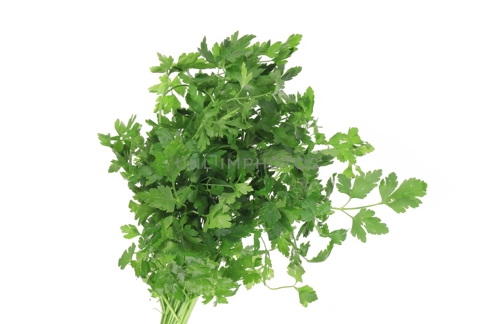 Bunch of fresh green parsley. Isolated on a white background.