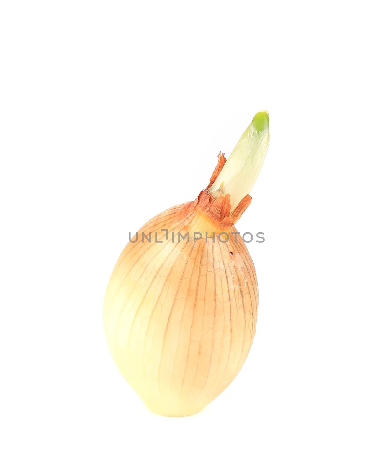 Sprouting onion. by indigolotos