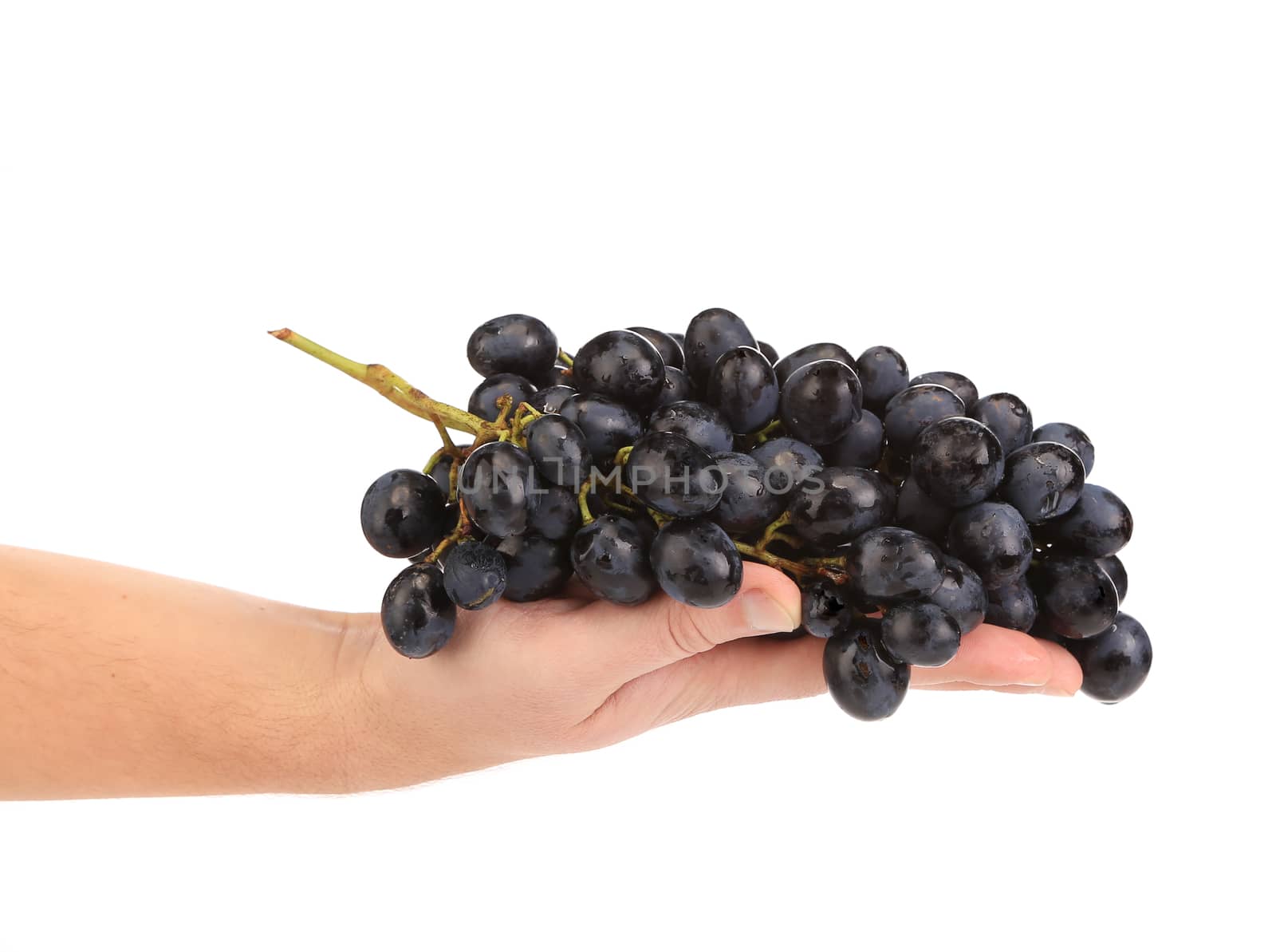 Black grapes in hand. Isolated on a white background.
