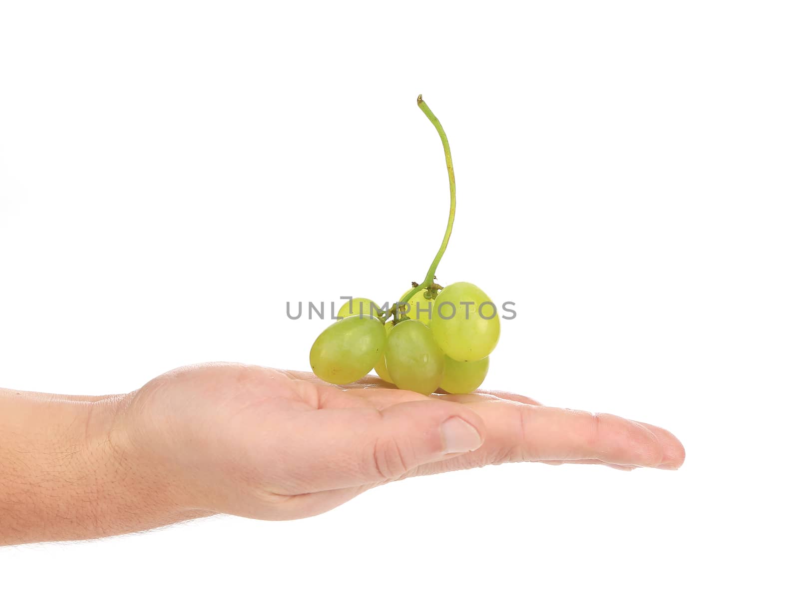 Bunch of white grapes on a hand. Isolated on a white background.